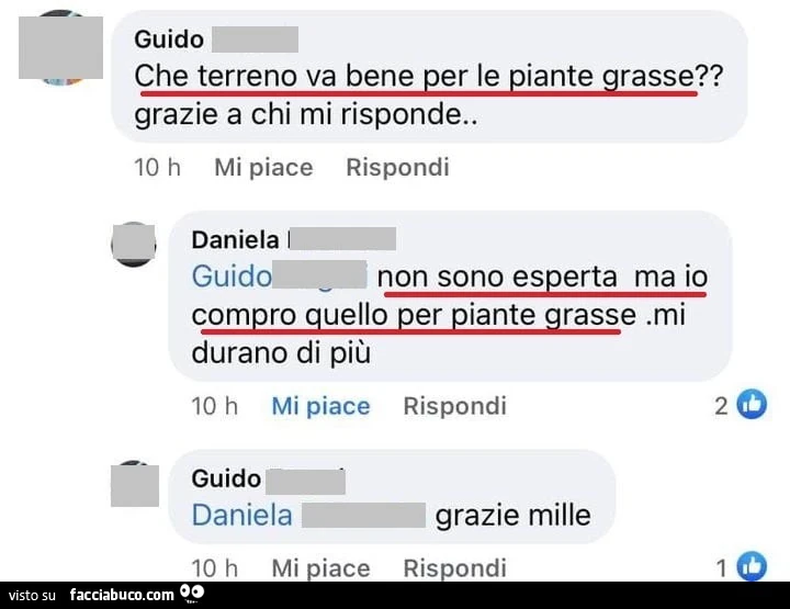 Che terreno va bene per le piante grasse? Non sono esperta ma io compro quello per piante grasse