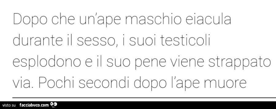 Dopo che un'ape maschio eiacula durante il sesso, i suoi testicoli esplodono e il suo pene viene strappato via. Pochi secondi dopo l'ape muore