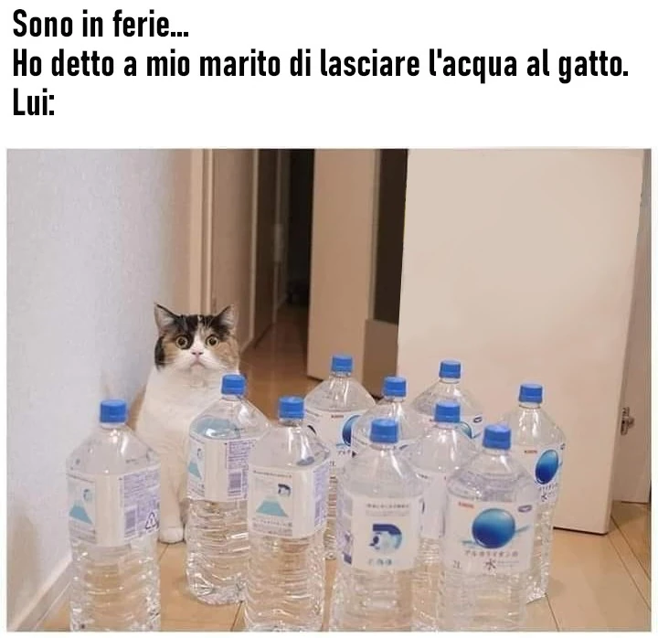 L'acqua al gatto