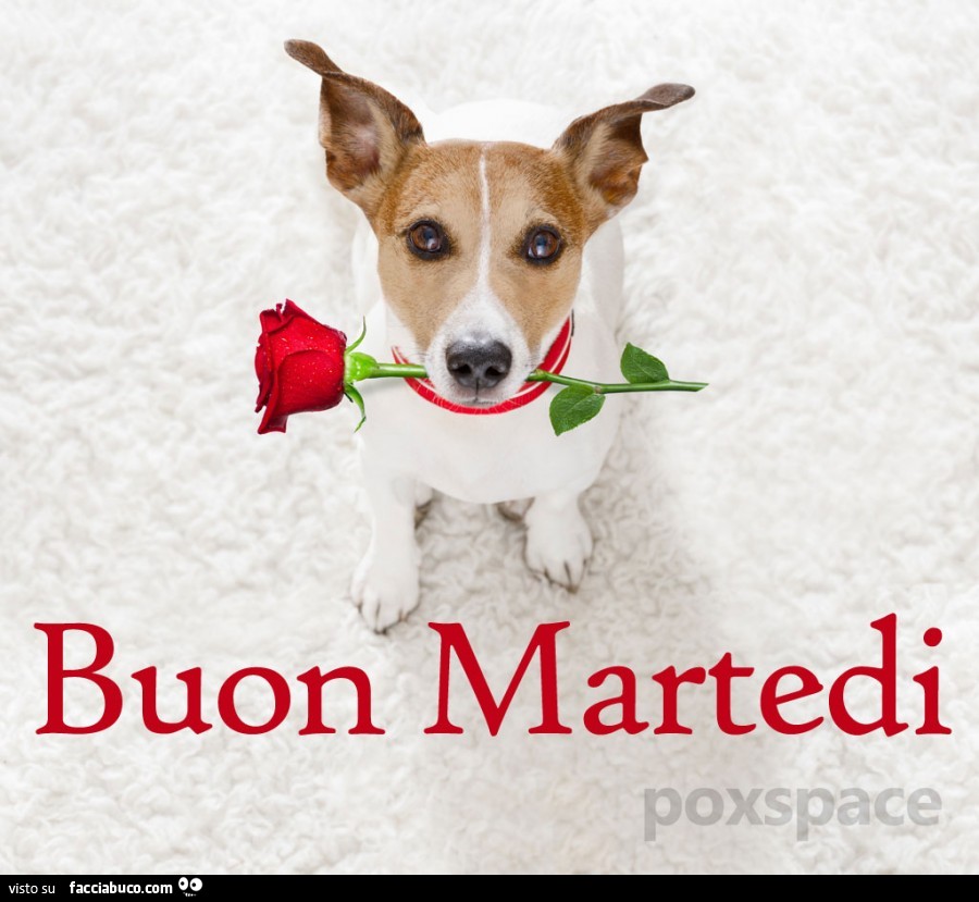 Cagnolino con rosa in bocca. Buon Martedì
