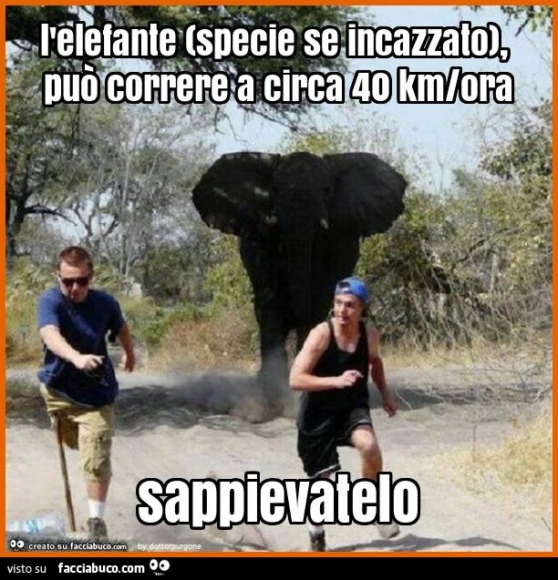 L'elefante (specie se incazzato), può correre a circa 40 km/ora sappievatelo