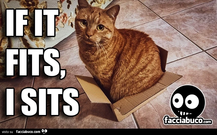 Papuc: if it fits I sits