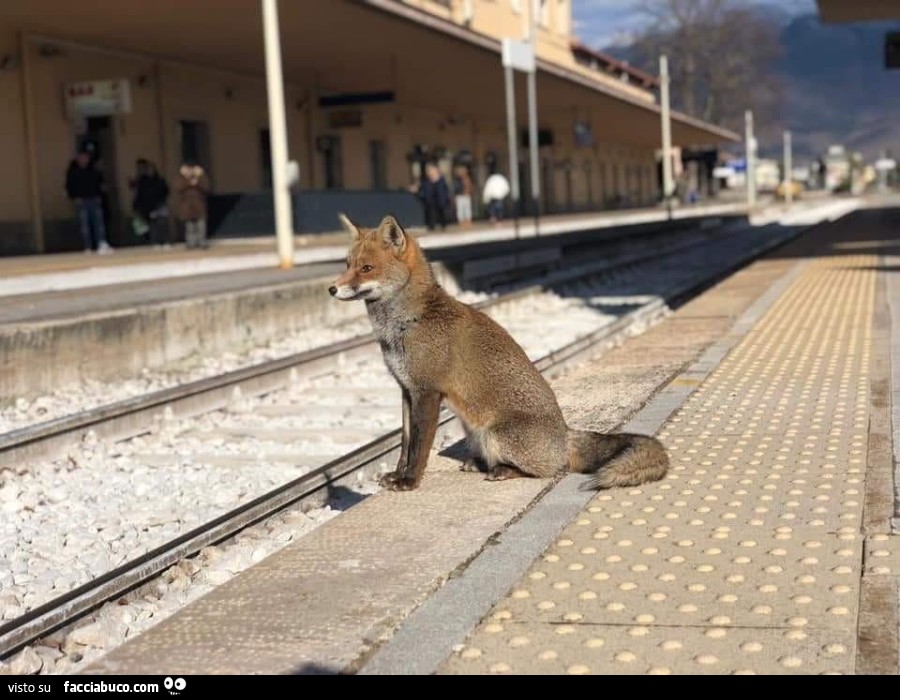 Volpe alla stazione