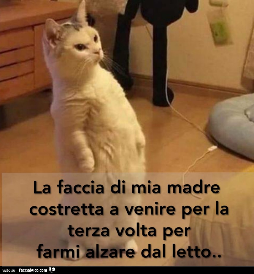 Vaccata