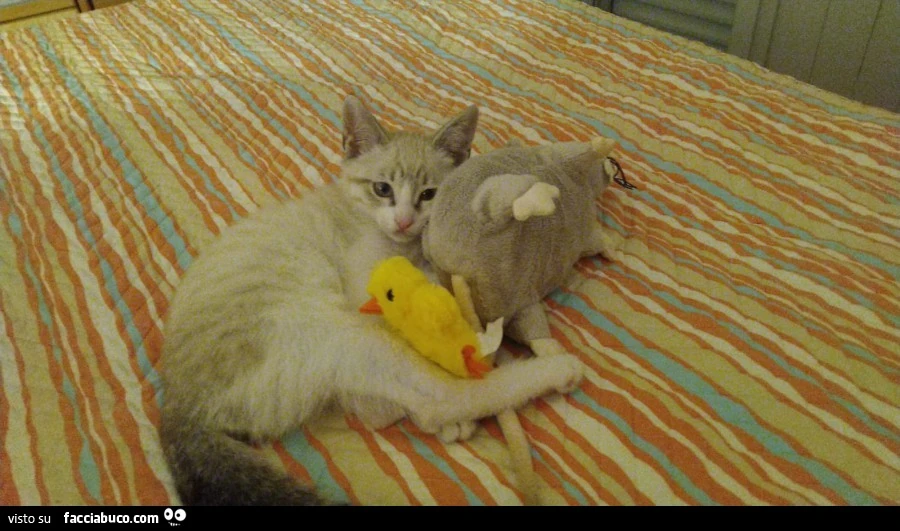 Gatti
