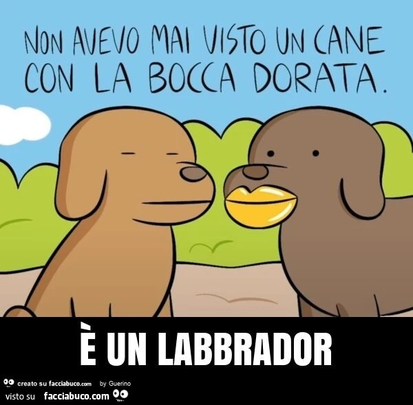 È un labbrador
