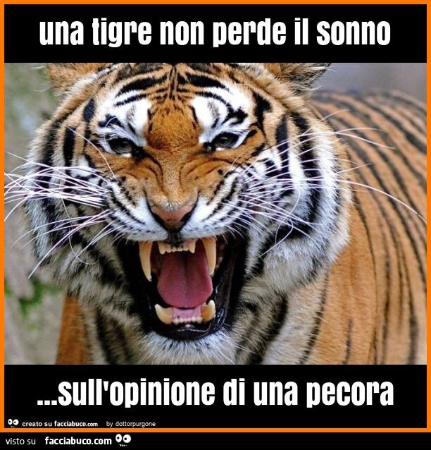 Una tigre non perde il sonno… sull'opinione di una pecora