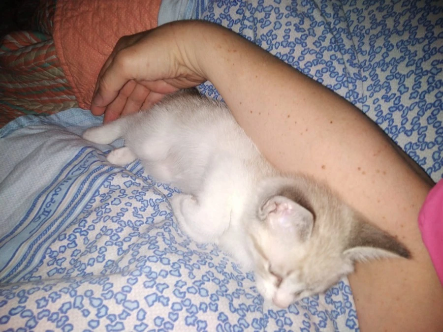Gatti