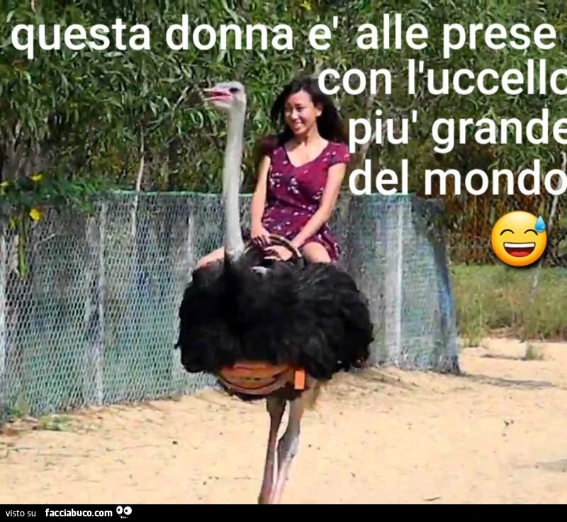 Uccello