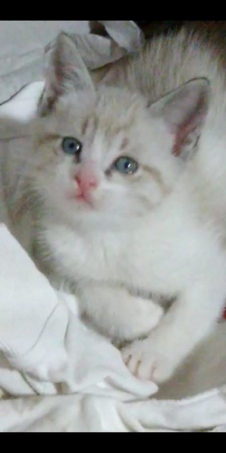 Gatti