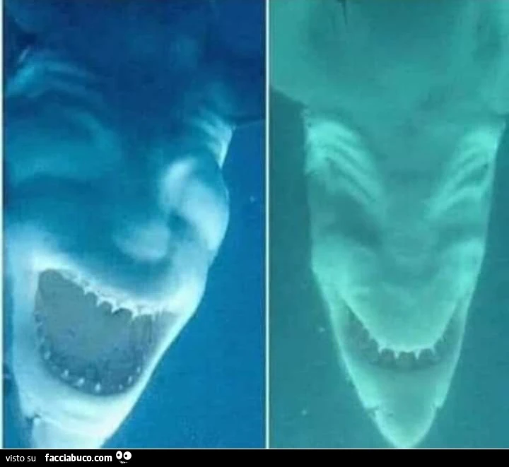 Squalo o Joker?