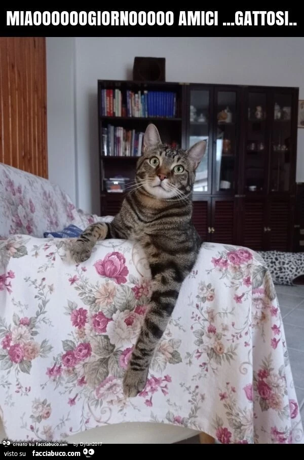Miaoooooogiornooooo amici… gattosi