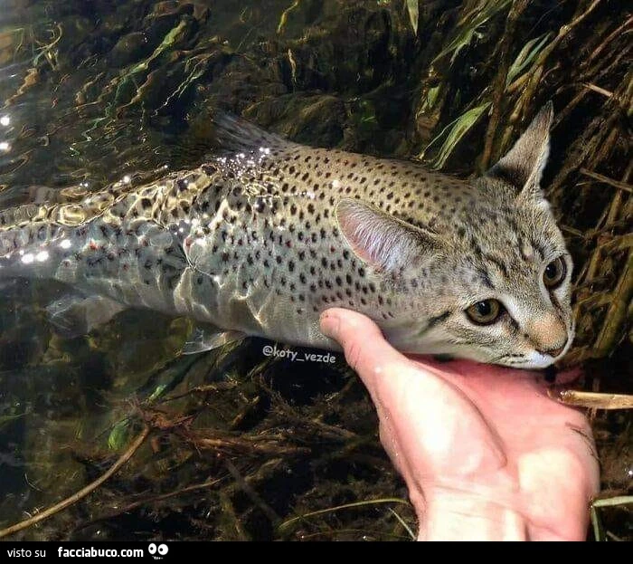 Pesce gatto
