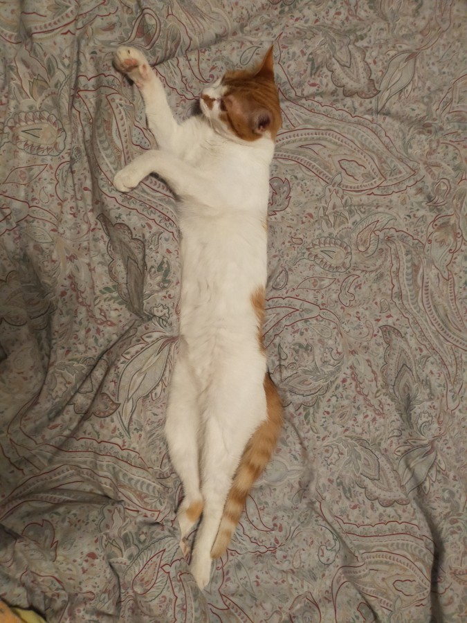 Vaccata