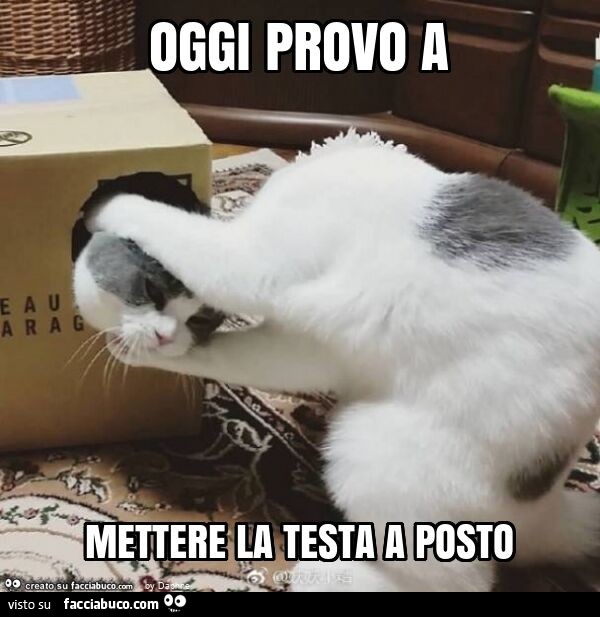 Oggi provo a mettere la testa a posto