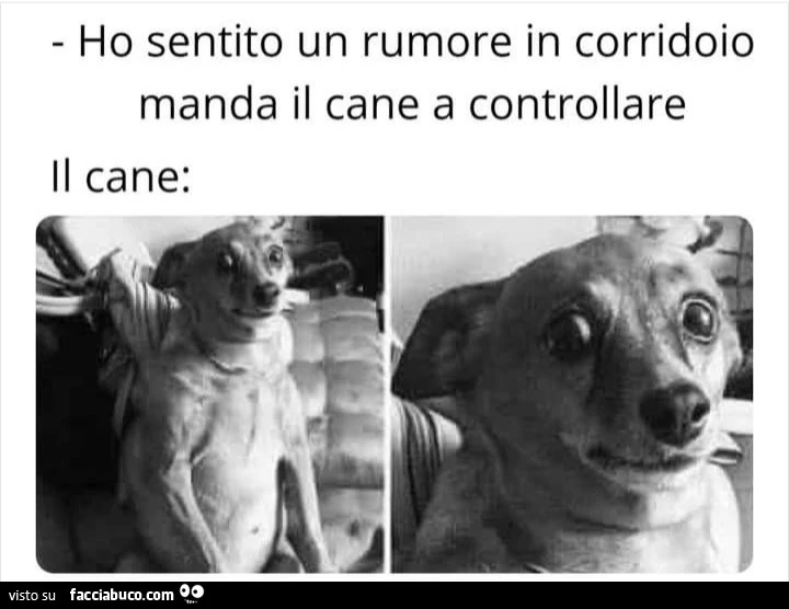 Ho sentito un rumore in corridoio manda il cane