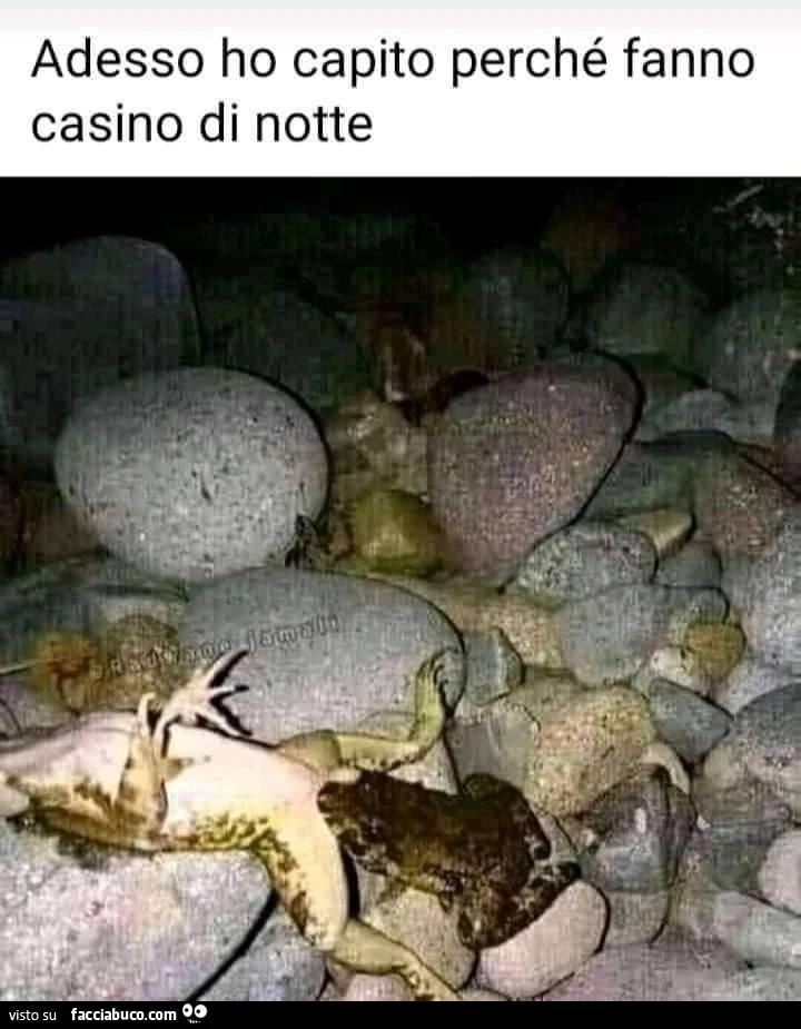 Rane di notte