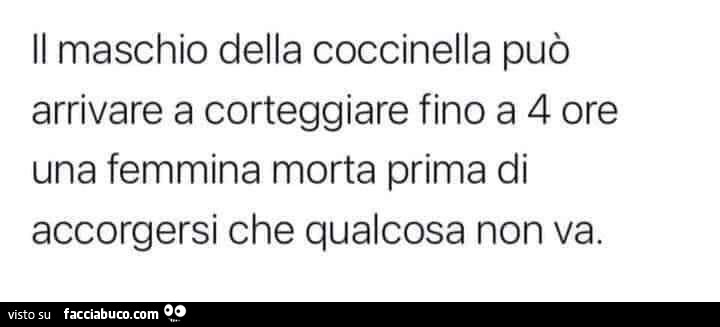 Il maschio della coccinella può arrivare a corteggiare fino a 4 ore una femmina morta prima di accorgersi che qualcosa non va