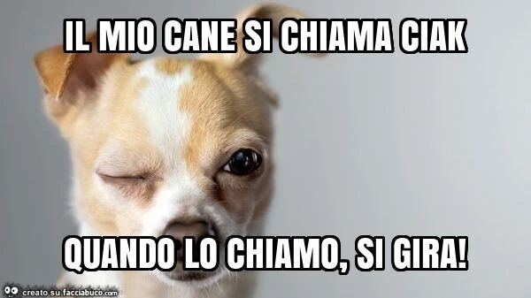 Il mio cane si chiama ciak quando lo chiamo, si gira