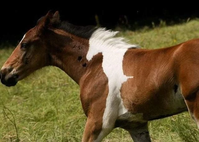 Cavallo con cavallo sul dorso