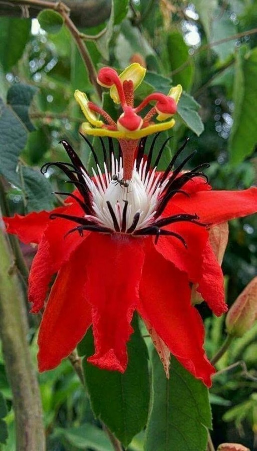 Vaccata
