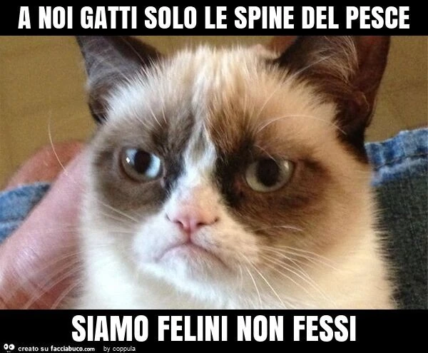 A noi gatti solo le spine del pesce siamo felini non fessi