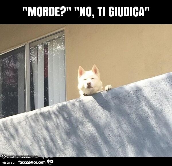 "morde? " "No, ti giudica"