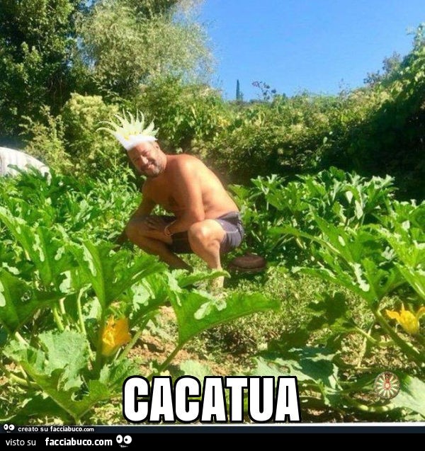 Cacatua