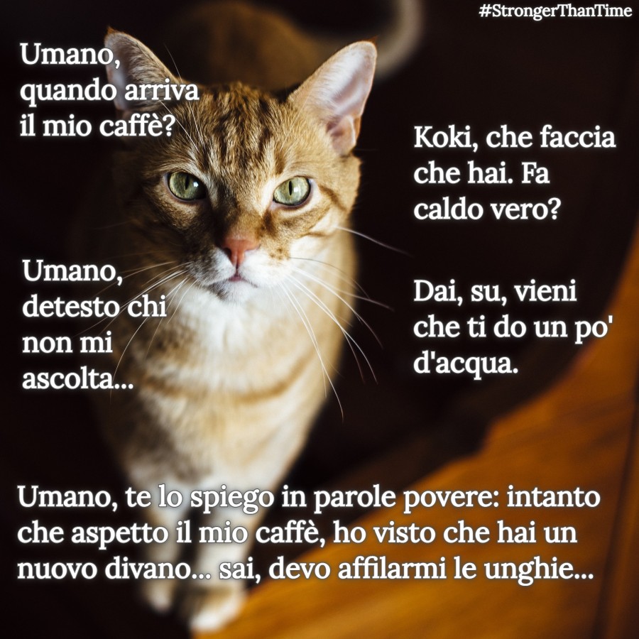 Eh, buon caffè e prestate attenzione a ciò che vi chiede il gatto… 