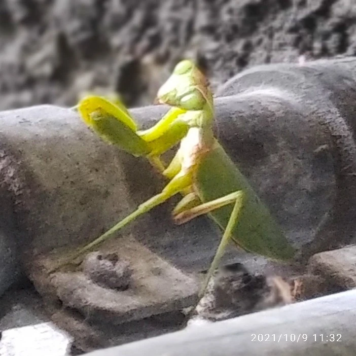Vaccata