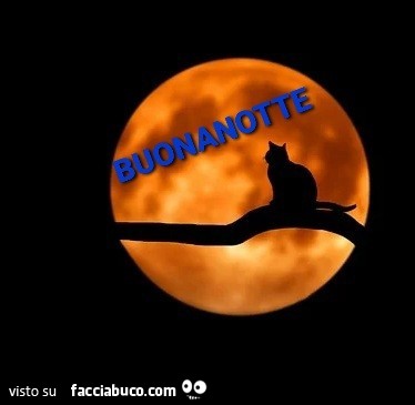 Gatto sul ramo che guarda la luna. Buonanotte