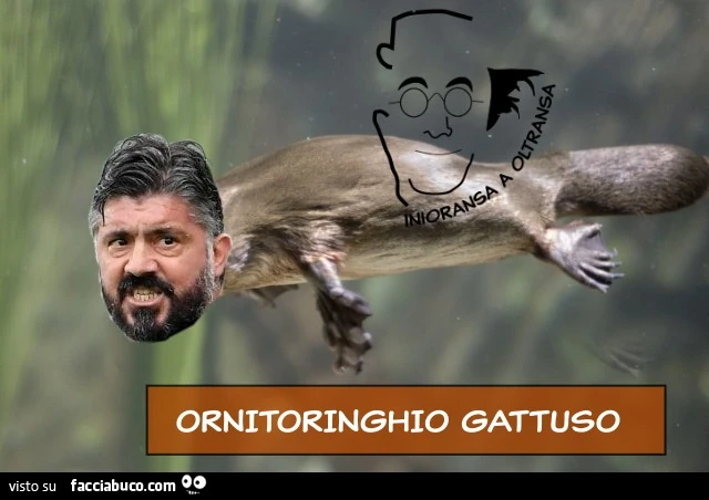 ORNITORINGHIO