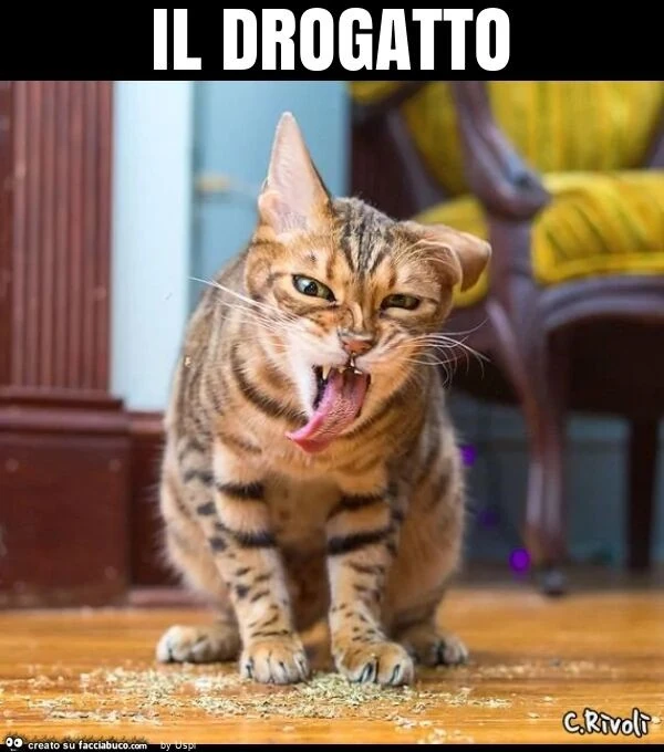 Il drogatto