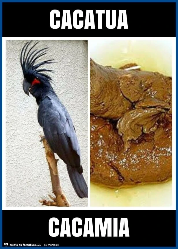 Cacatua cacamia