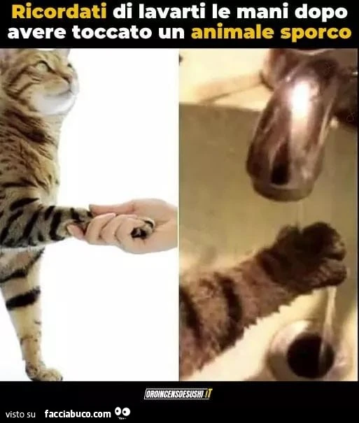 Vaccata