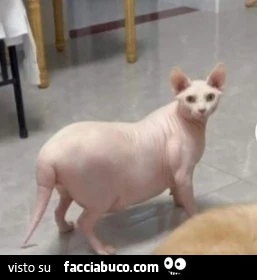 Vaccata