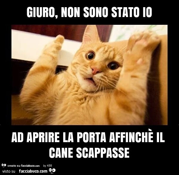 Auguri gattone maxmari