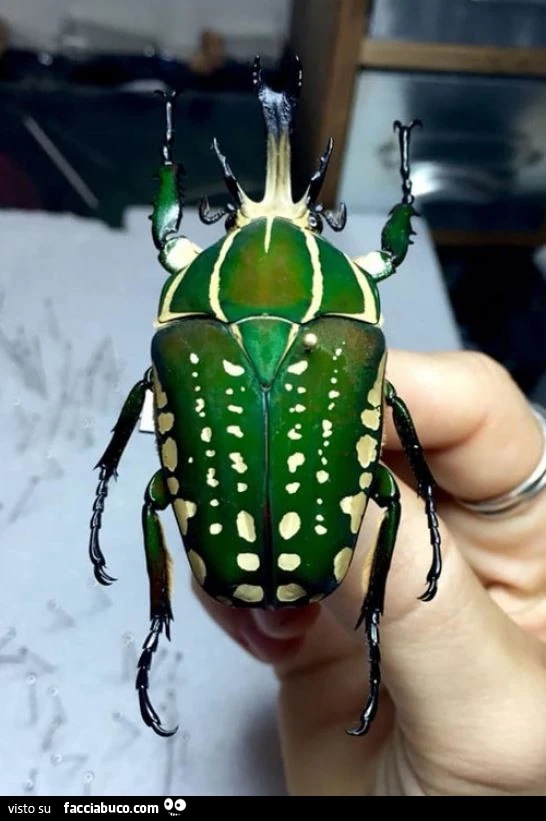 Vaccata