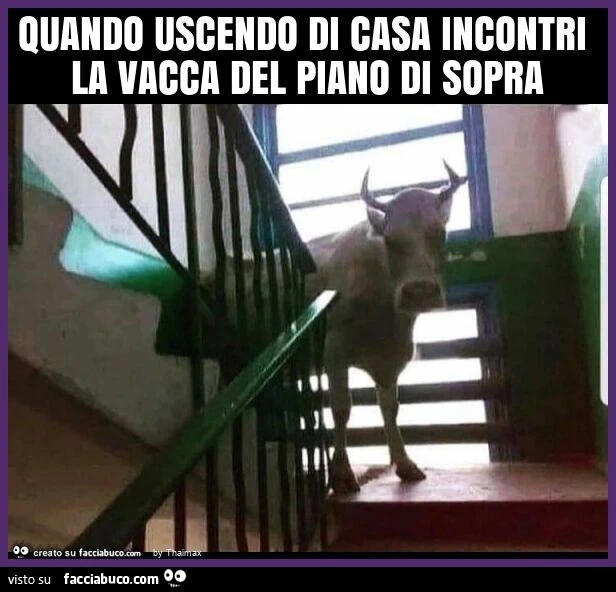 Quando uscendo di casa incontri la vacca del piano di sopra Thaimax facciabuco