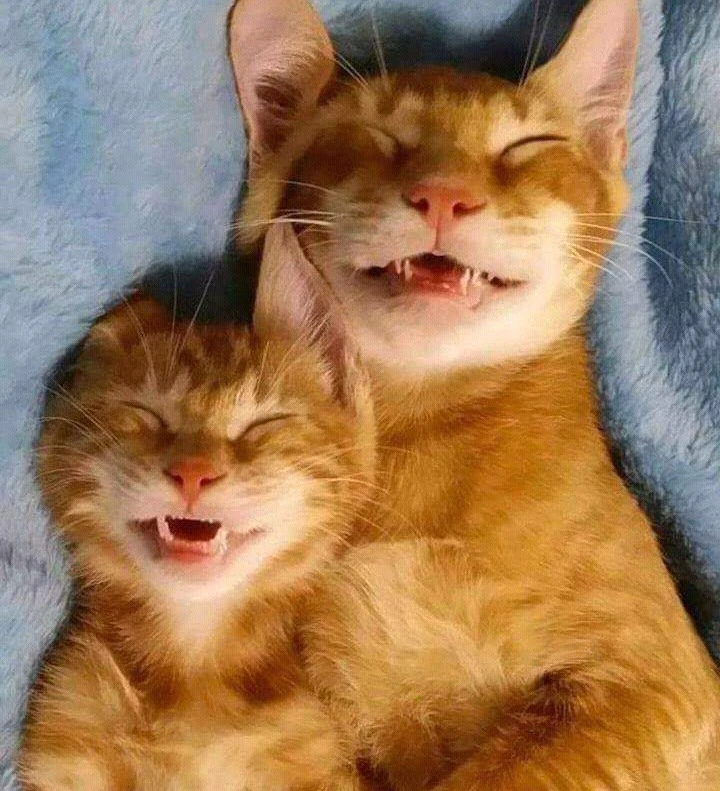Buona notte