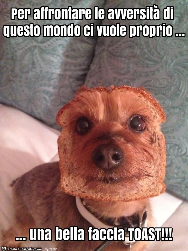 Per affrontare le avversità di questo mondo ci vuole proprio&hellip; una bella faccia toast