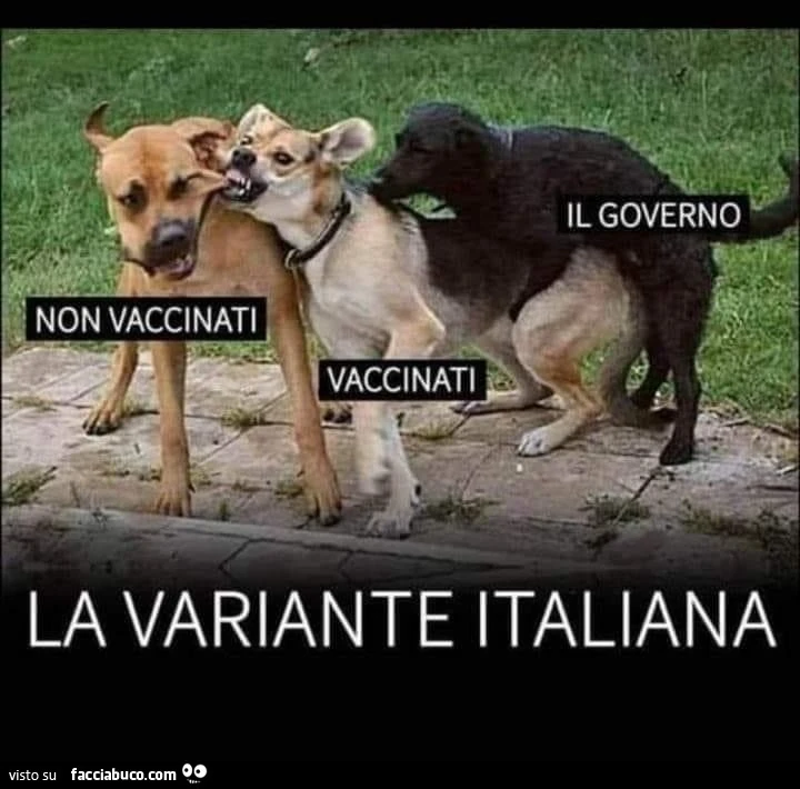 Vaccata