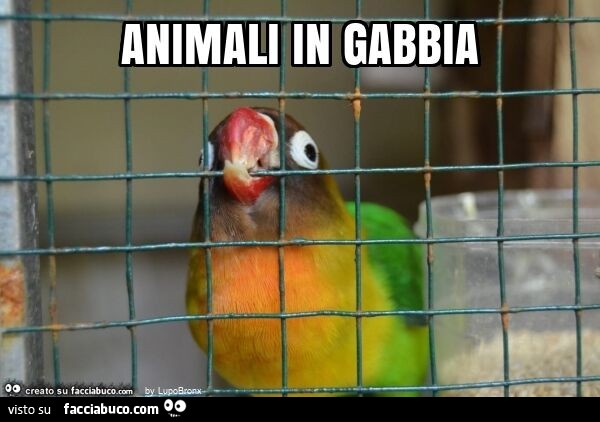 Animali in gabbia