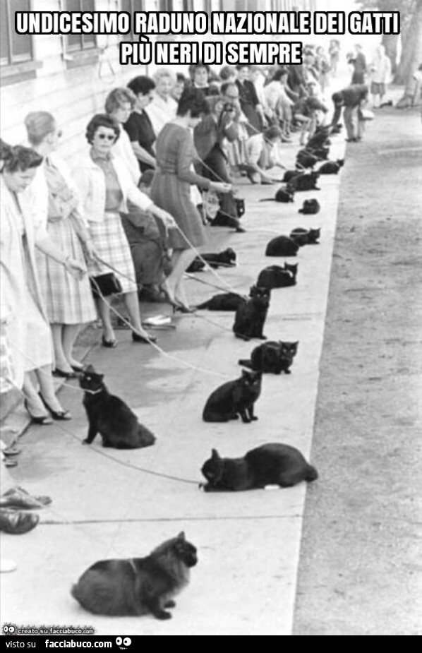 Undicesimo raduno nazionale dei gatti più neri di sempre