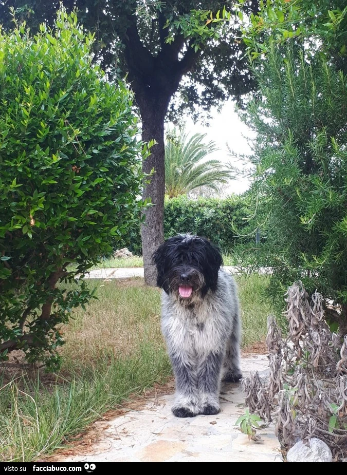 Vaccata