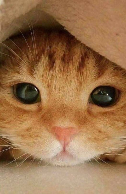 Gattino sotto la coperta
