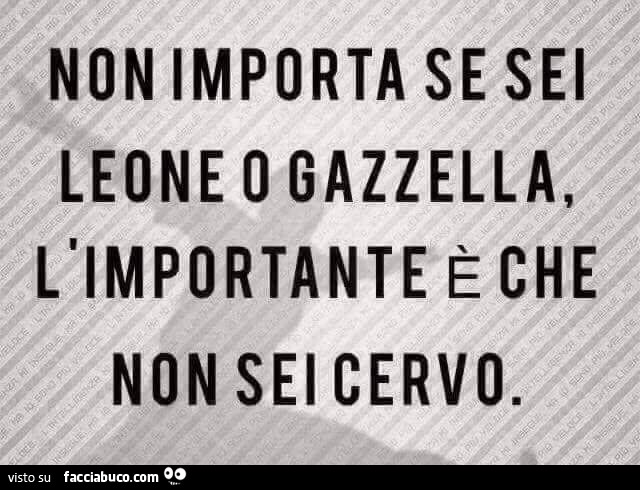 Non importa se sei Leone o gazzella L'importante è che non sei cervo