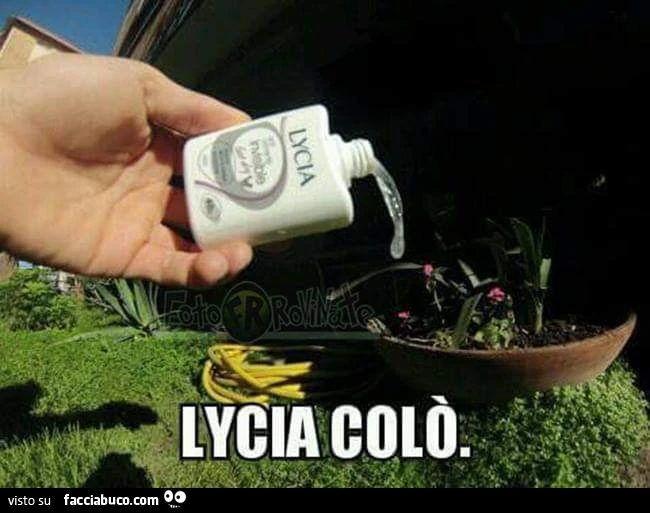 Vaccata