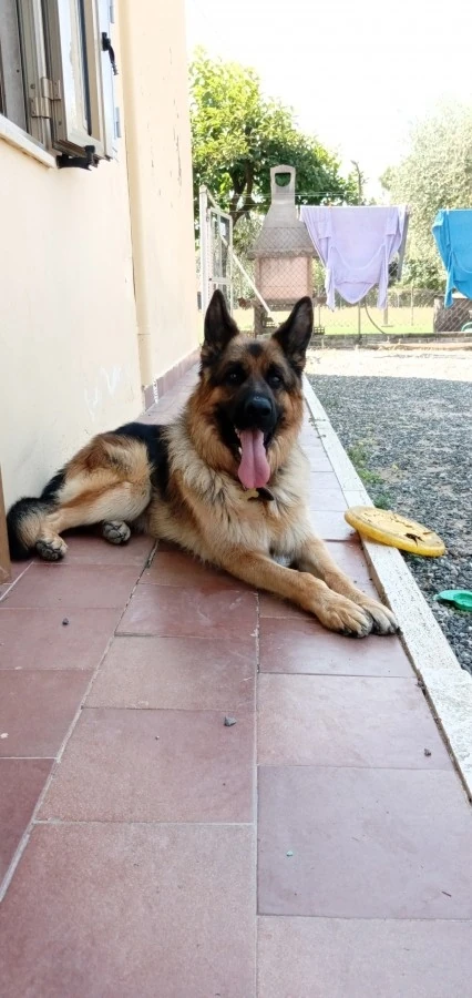 Vaccata