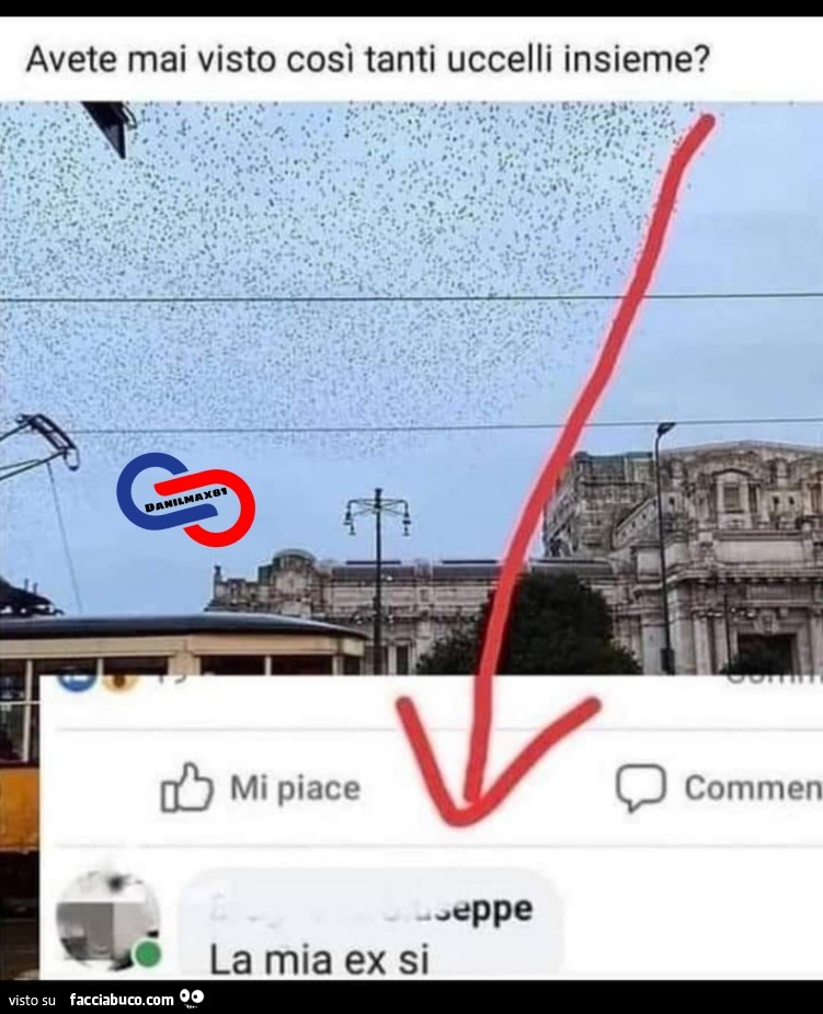 Avete mai visto così tanti uccelli insieme? La mia ex si